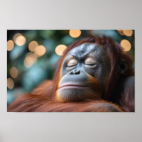 Retrato de orangotango selvagem relaxando 