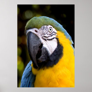 Póster Retrato de papagaio amazônico