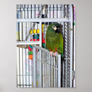 Poster Retrato de Papagaio Verde