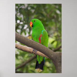 Póster Retrato de Papagaio Verde