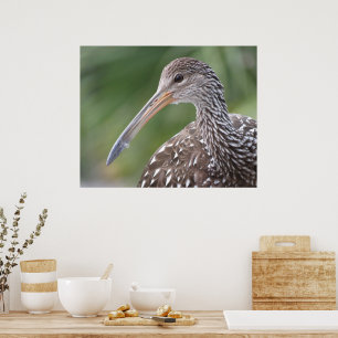 Poster Retrato De Pássaro Da Flórida De Limpkin Fechado
