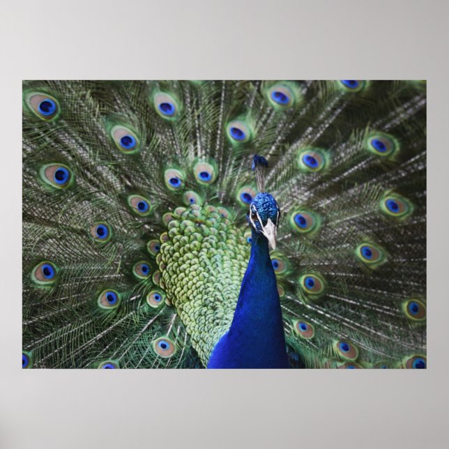 Poster Retrato De Pavão Com Penas (Frente)