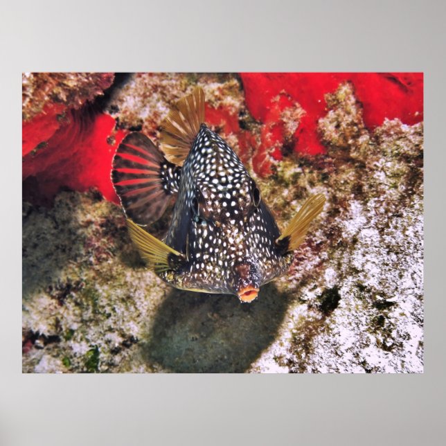 Poster Retrato de Peixe-Boxim (Frente)