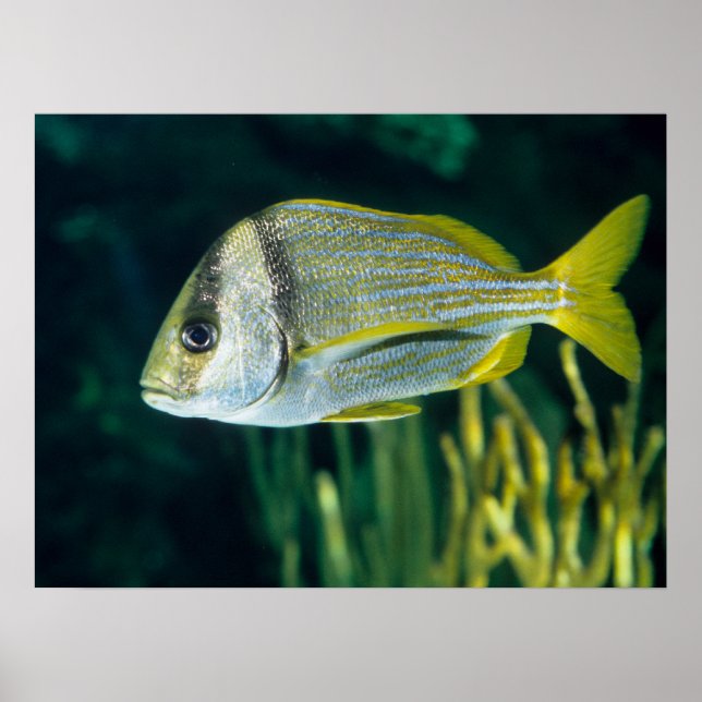 Póster Retrato de Peixe-Porco Atlântico (Frente)