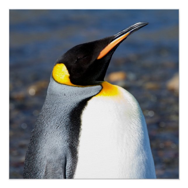 Póster Retrato de pinguim (Frente)