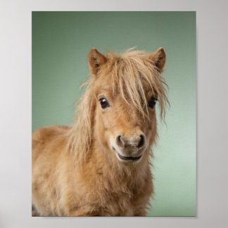 Poster Retrato de Pônei Shetland Bebê – Animal de Berçári