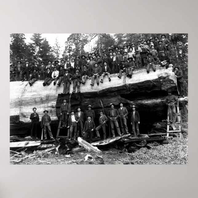Poster RETRATO DE REGISTRO DE SEQUOIA GIGANTE c. 1890 (Frente)