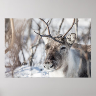 Poster Retrato de Reindeer