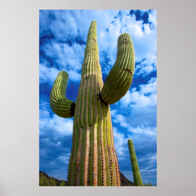 Poster Retrato de Saguaro cactus, Arizona (Frente)