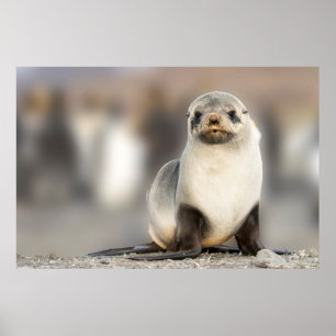 Poster Retrato de Seal Pup na Praia