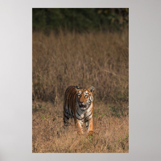 POSTER RETRATO DE TIGER (Frente)