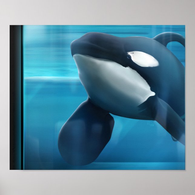 Poster Retrato de Tilikum (Frente)