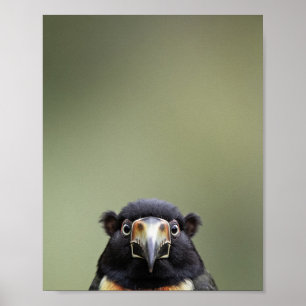 Poster Retrato de Tucano Bebê – Parede de Animal de Berçá