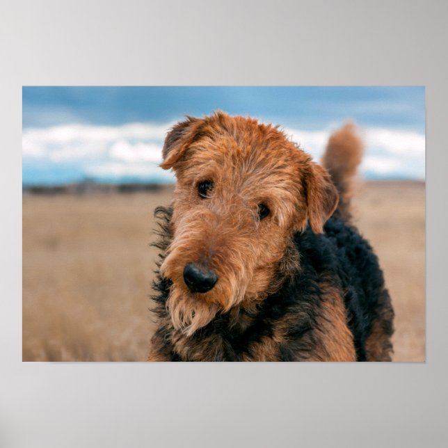 Póster Retrato de um Airedale Terrier 2 (Frente)