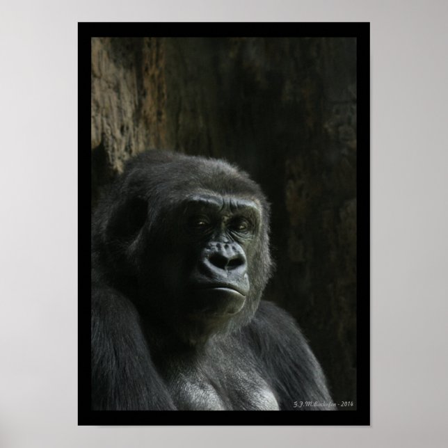 Poster Retrato de um Ape (Frente)