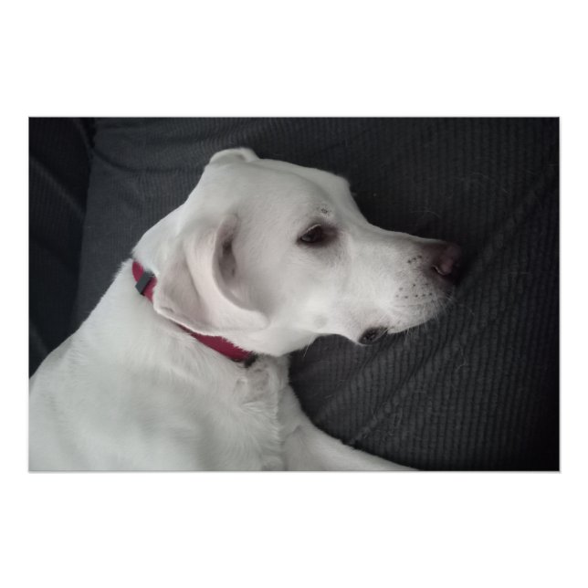 Póster Retrato de um Cachorro Branco Tradicional e Clássi (Frente)