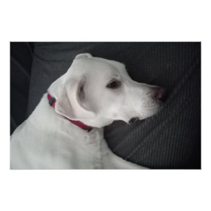 Póster Retrato de um Cão Branco Tradicional e Clássico