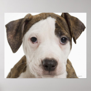 Poster Retrato de um filhote de cachorro do pitbull