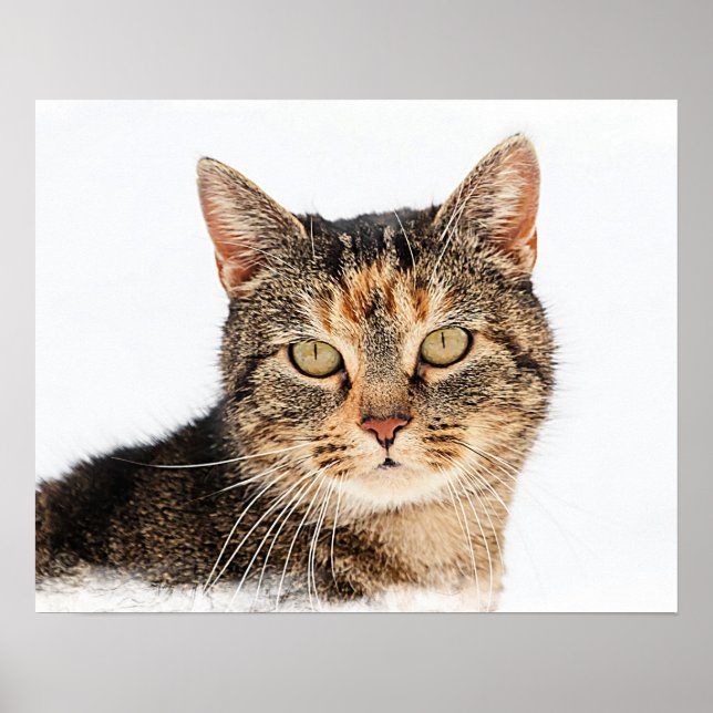 Póster Retrato de um gato (Frente)