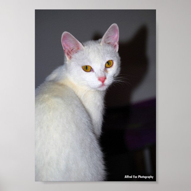 Poster Retrato de um Gato Branco (Frente)
