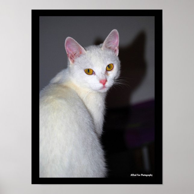 Poster Retrato de um Gato Branco (Frente)