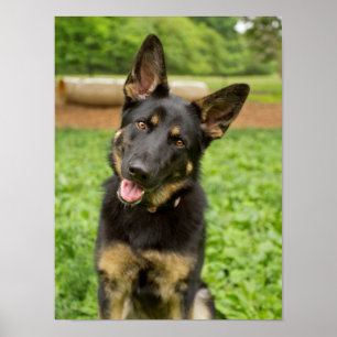 Poster Retrato de um German shepherd