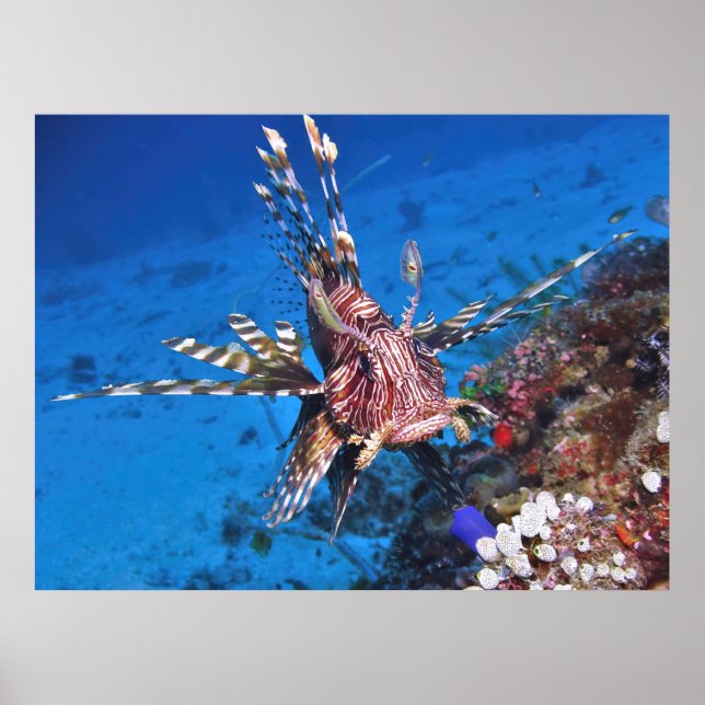 Poster Retrato de um Lionfish (Frente)
