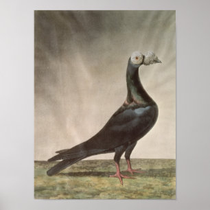Póster Retrato de um pombo de portador