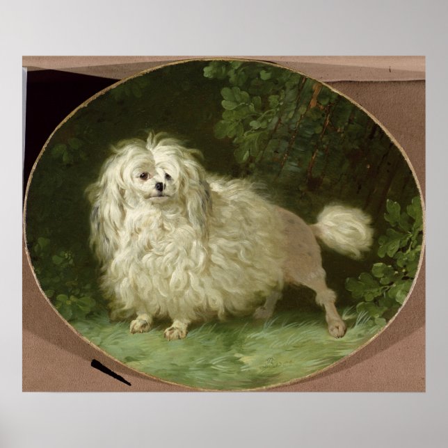 Poster Retrato de um Poodle (Frente)