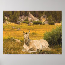 Retrato de um Potro Cavalo Buckskin