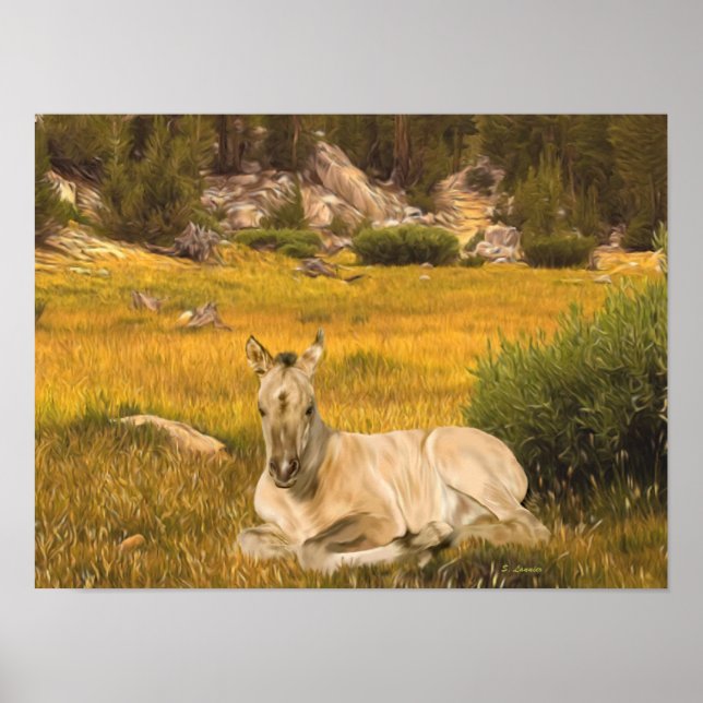 Poster Retrato de um Potro Cavalo Buckskin (Frente)