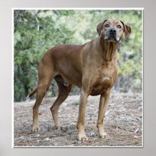 Poster Retrato de um Rhodesian Ridgeback