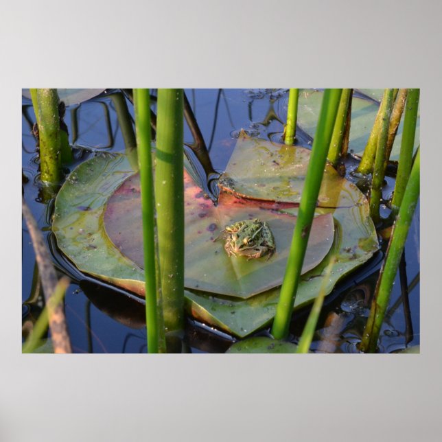 PÓSTER RETRATO DE UM SAPO (Frente)