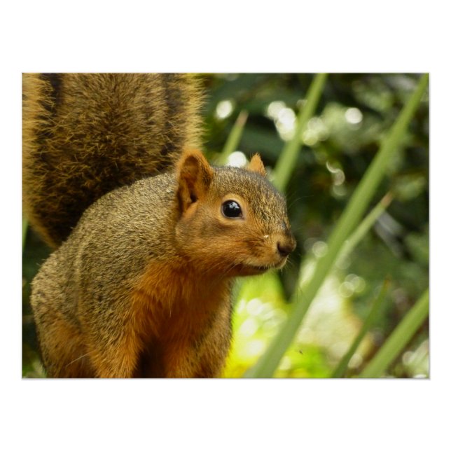 Póster Retrato de uma Fotografia de Animal da Natureza de (Frente)