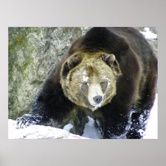 Póster Retrato De Urso Grizzly Na Neve (Frente)