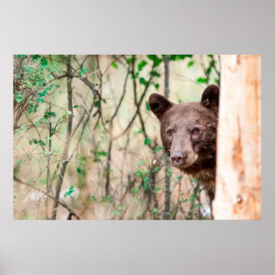 Póster Retrato de Urso Negro Juvenil, Missoula, Montana