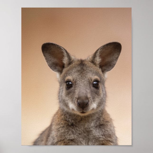 Poster Retrato de Wallaby Bebê – Parede de Animal de Berç (Frente)