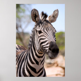 Poster Retrato de zebra