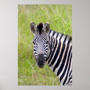 Póster Retrato de Zebra-da-planície, Hluhluwe-Umfolozi Ga