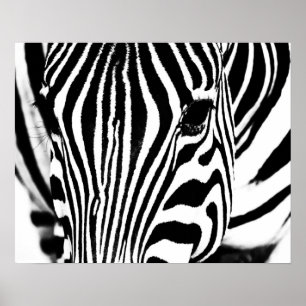 Poster Retrato de zebra preto e branco