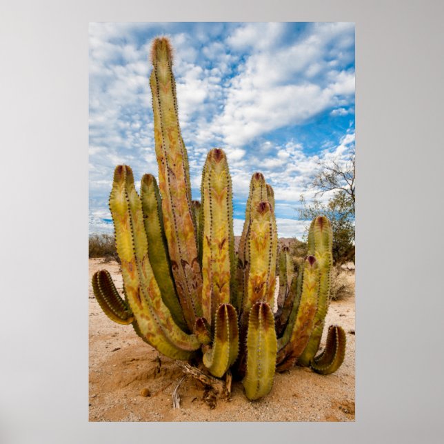 Póster Retrato do Cacto Homem Velho, México (Frente)