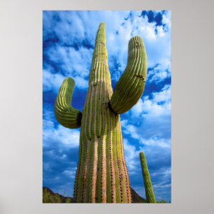 Poster Retrato do cacto Saguaro, Arizona