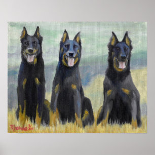 Poster Retrato do cão de Beauceron