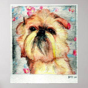 Póster Retrato do cão de Bruxelas Griffon