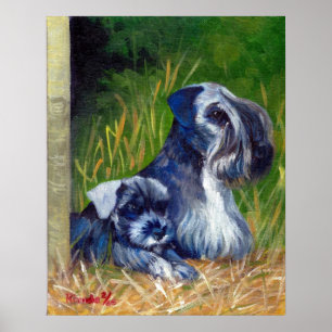Póster Retrato do cão de Cesky Terrier