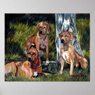 Póster Retrato do cão de Rhodesian Ridgebacks