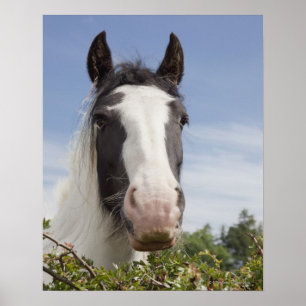 Póster Retrato do cavalo de Clydesdale