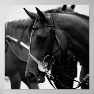 Poster Retrato do cavalo em preto e branco