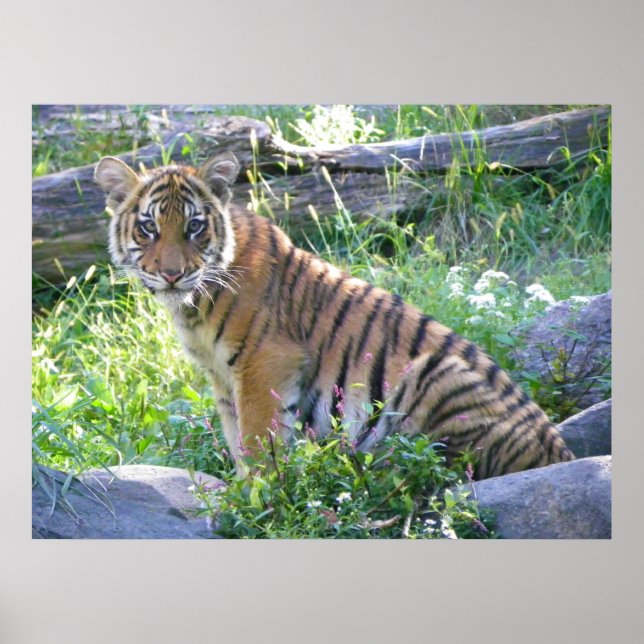 Póster Retrato do Cub Tiger 2 (Frente)