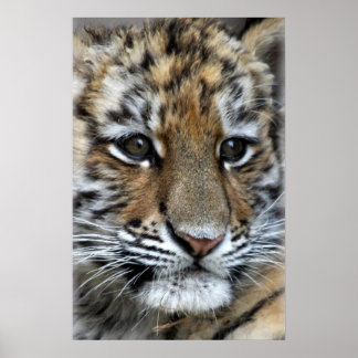 Póster Retrato do Cubo do Bebê Amur Tiger